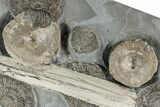 Fossil Ichthyosaurus Bones with Ammonites - Whitby, England #240843-1